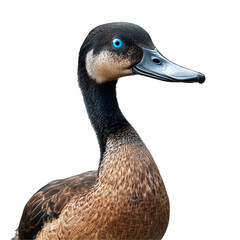 Obraz premium Blue eyed duck portrait striking pose against black background beautiful plumage