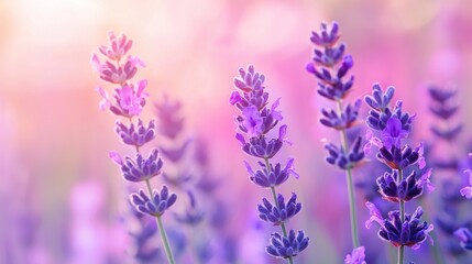 Naklejka premium Purple lavender flowers outdoor