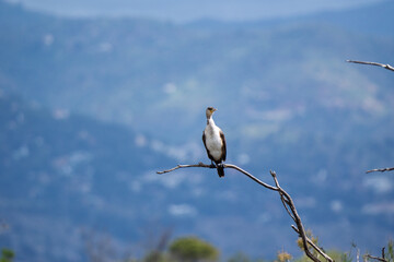 Lone Cormorant Perched Against a Hazy Blue Landscape