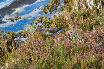 Common Redshank Foraging in Vibrant Wetland Undergrowth