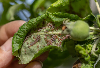 A close-up view of a large colony of pink apple aphid (dysaphis plantaginea) attached to the...