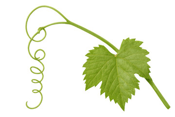 Fresh green grapevine leaf and curly tendril growing, isolated on transparent background, ideal for wine or nature-themed designs
