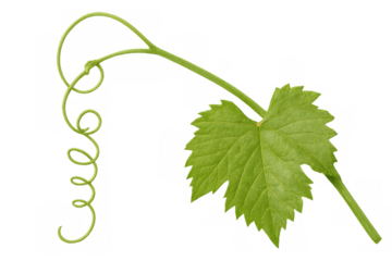 Fresh green grapevine leaf and curly tendril growing, isolated on transparent background, ideal for wine or nature-themed designs