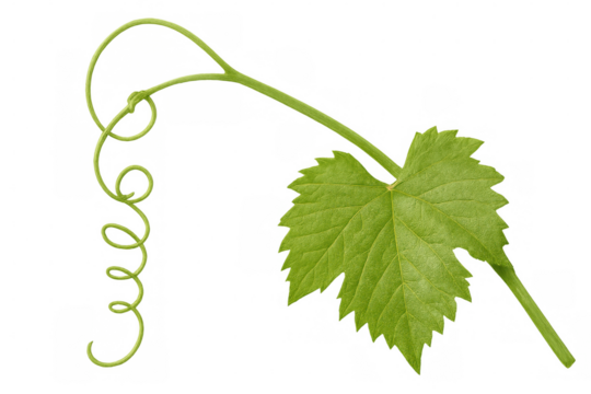 Fresh green grapevine leaf and curly tendril growing, isolated on transparent background, ideal for wine or nature-themed designs