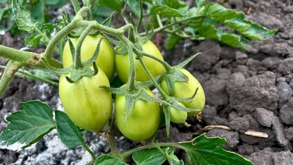Green Tomatoes on a Vine in a Garden