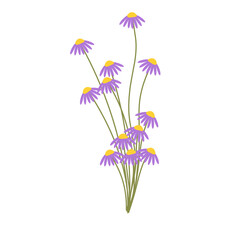 Illustration of a purple daisy flower. Illustration of a blooming daisy flower. Illustration of a minimalist daisy flower