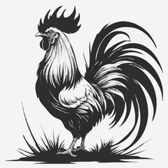 black and white rooster