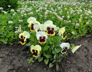 flowers in a garden