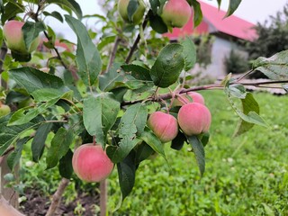 apples on a tree