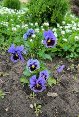 violet flowers in the garden