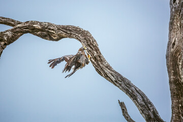 African Harrier-Hawk spread wings hunting bird in nest in Greater Kruger National park, South...