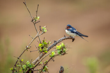 Barn Swallow standing on a branch shrub in Greater Kruger National park, South Africa ; Specie...