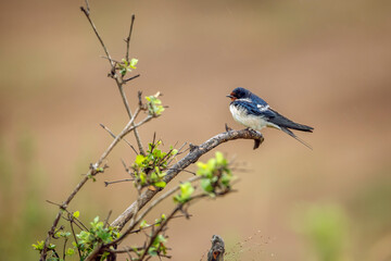 Barn Swallow standing on a branch shrub in Greater Kruger National park, South Africa ; Specie Hirondelle rustique family of Hirundo rustica