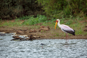 Black winged stilt with yellow billed stork in background in Greater Kruger National park, South Africa ; Specie Black winged stilt family of Charadriidae