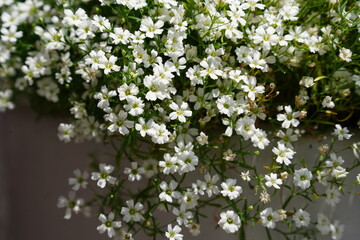 Close-Up of White Baby’s Breath Flowers in Full Bloom