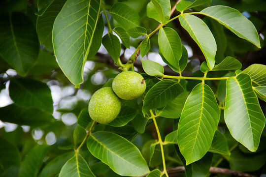 Young walnuts on the tree at sunset. Tree of walnuts. Green leaves background.