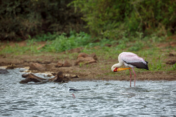 Black winged stilt with yellow billed stork in background in Greater Kruger National park, South...