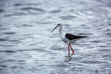 Black winged stilt wading looking for food in Greater Kruger National park, South Africa ; Specie...