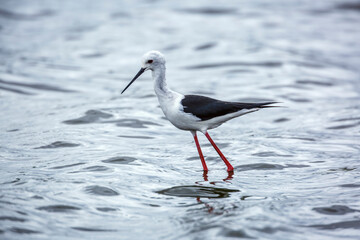 Black winged stilt wading looking for food in Greater Kruger National park, South Africa ; Specie Black winged stilt family of Charadriidae