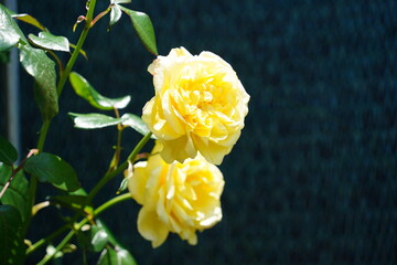 Two Bright Yellow Wild Roses Blossoming in Nature