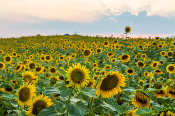 Fototapeta premium a view of a hill with sunflowers in bloom