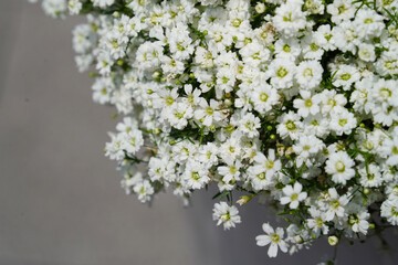 Close-Up of White Baby’s Breath Flowers in Full Bloom