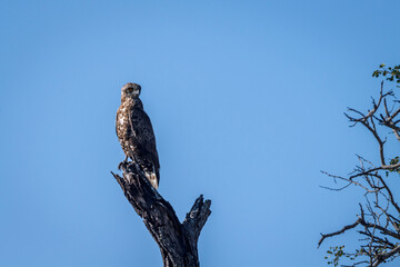 Brown snake eagle standing on a trunk isolated in blue sky 
in Kgalagadi transfrontier park, South...