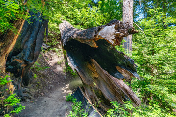 A scenic hiking trail passes under a massive fallen redwood in Julia Pfeiffer Burns State Park, offering a unique adventure along California iconic Pacific Coast Highway 1
