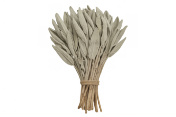 Tied bundle of dried white sage leaves, isolated on transparent background, ready for spiritual practices