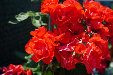 Close-Up of Vibrant Red Roses in Full Bloom under Sunlight