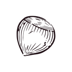 Hazelnut hand-drawn in vector in gray ink. Vector illustration is suitable for food packaging design, fabric printing and paper.