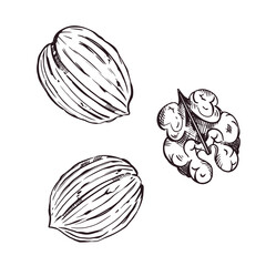 A set of vector illustrations. Walnut set, inshell nuts, walnut without shell. All objects are hand-drawn with ink. The illustration is suitable for printing on paper, for product packaging design.