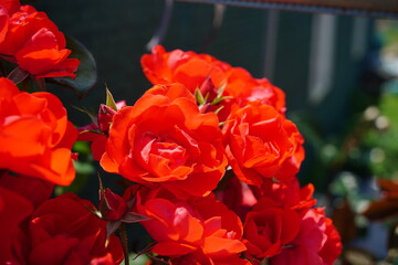 Close-Up of Vibrant Red Roses in Full Bloom under Sunlight