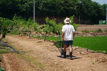 Back View of Farmer with Wheelbarrow in Orchard on Sunny Day