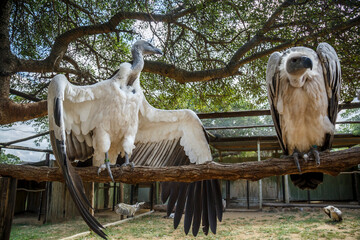Two Cape vulture spread wings in Moholoholo animal rehabilitation center, South Africa ; Specie...