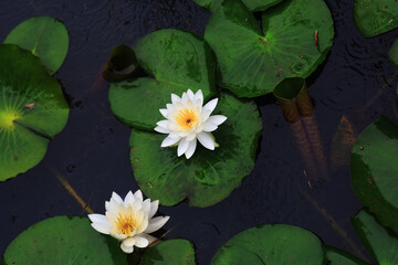Beautiful lotus with green leaves in the pond. A close-up of a beautiful water lily plant in the water in the pond on a summer day.