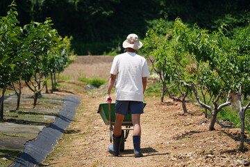 Back View of Farmer with Wheelbarrow in Orchard on Sunny Day