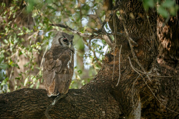 Verreaux Eagle-Owl standing on a branch in Greater Kruger National park, South Africa ; Specie Bubo...