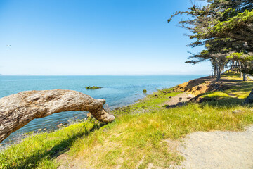Coyote Point Recreation Area in San Mateo with a scenic bay view, leaning tree trunk, coastal...