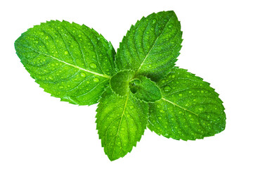 Fresh green mint leaves with water droplets. Isolation on transparent background.