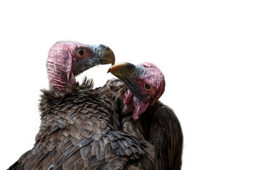 Two Lappet faced Vulture portrait kissing in Moholoholo animal rehabilitation center, South Africa ; Specie  Torgos tracheliotos family of Accipitridae