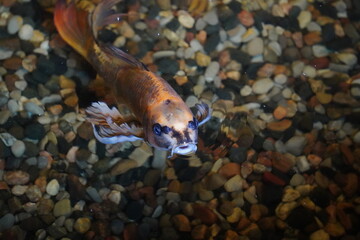 Koi Fish Swimming Near the Surface in a Pond