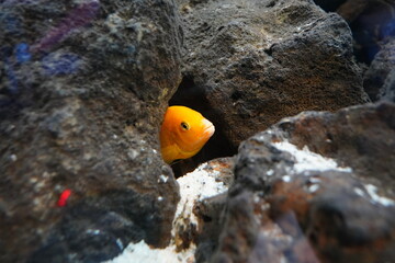 Close-Up of Yellow Cichlid Fish Hiding Among Rocks in an Aquarium