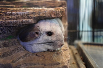 Close-Up of Chinchilla Peeking Out from a Rock Shelter