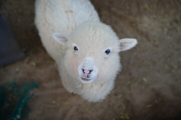 Close-Up of White Baby Alpaca Looking Up at a Farm