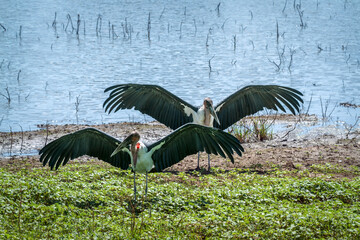 Two Marabou stork spread wings along lake in Greater Kruger National park, South Africa ; Specie Leptoptilos crumenifer family of Ciconiidae