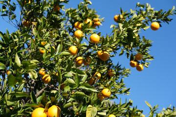 garden with orange trees, organic mediyterranean farm concept, sunny natural background