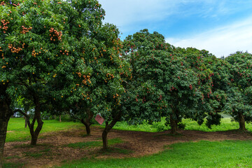 The lychee trees in Foling Lake Ecological Tourism Area, Liaobu Town, Dongguan are laden with ripe Guiwei lychees.