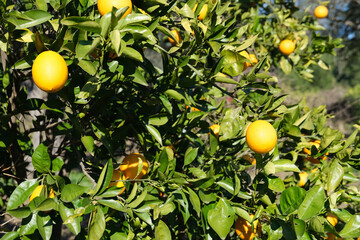 garden with orange trees, organic mediyterranean farm concept, sunny natural background