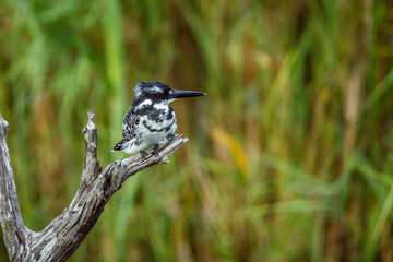 Pied kingfisher standing on a branch front view in Greater Kruger National park, South Africa ;...